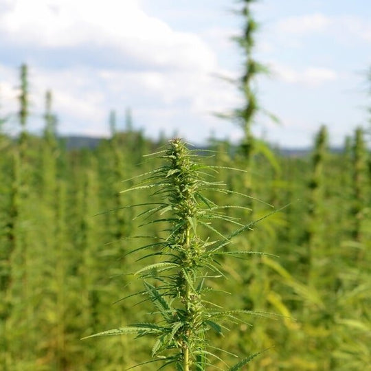 6 Reasons Hemp Products are Good for Your Body and Soul